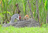 sand-hill-crane-colt-jpg
