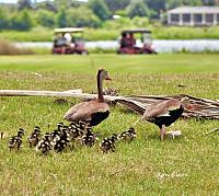 black-bellied-whistler-brood-signed-jpg