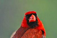 cardinal-jpg