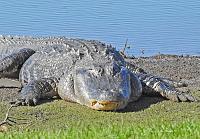 alligator-8-jpg