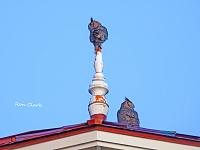 owls-lighthouse-1-jpg