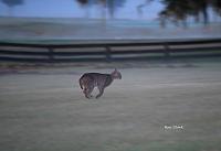 bobcat-signed-jpg