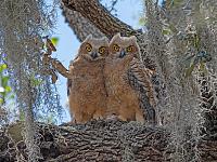 owlets-copy-jpg