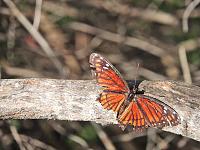 old-butterfly-jpg