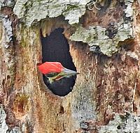 woodpecker-closeup-save-jpg