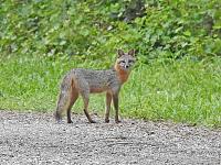 gray-fox-3-jpg