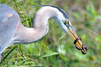 heron-snake-6-jpg