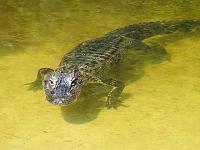 alligator-1-jpg