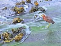tricolored-heron-3-jpg