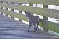 bobcat-jpg