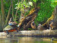 turtle-duck-jpg