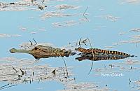 alligator-baby-jpg