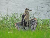 blue-heron-flashing-jpg