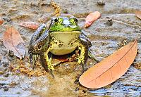 frog-1-jpg