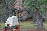 juvenile-bald-eagle-wagon-jpg