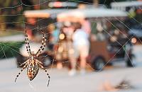 spider-keep-signed-jpg