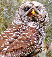 barred-owl-grasshopper-jpg