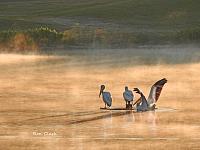 pelicans-5-jpg