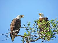 eagles-pair-11-jpg