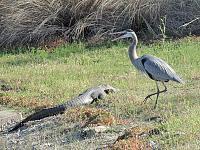 heron-gator-1-jpg