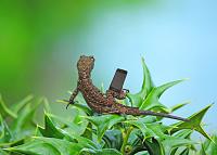 gecko-phone-save-jpg