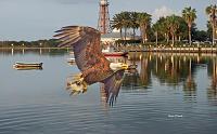 eagle-lake-sumter-jpg