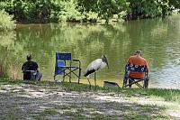 stork-fisherman-jpg