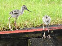 black-necked-stilt-jpg