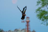 moon-lighthouse-duck-jpg