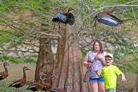 black-bellied-whistler-people-jpg