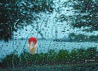 sand-hill-crane-rain-jpg
