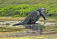 alligator-12-jpg