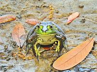 frog-2-jpg