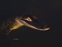 alligator-1-jpg