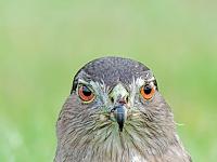 z-hawk-1-save-jpg