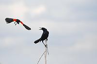 birds-1-jpg