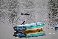 boat-alligator-jpg