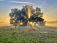 sunrise-tree-11-jpg
