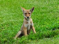 coyote-jpg