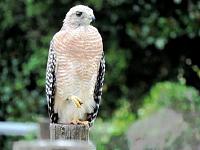 hawk-jpg