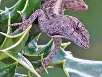 lizard-jpg