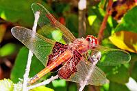 dragonfly-keep-2-jpg