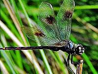 dragonfly-2-jpg