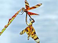 dragonfly-2-_edited-1-jpg