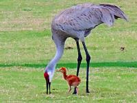 sand-crane-1-jpg