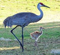 sand-crane-2-jpg