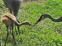 sand-crane-4-jpg