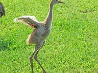 sand-crane-5-2-jpg