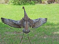 sand-crane-7-jpg
