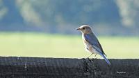 bluebird-alemorkam-jpg